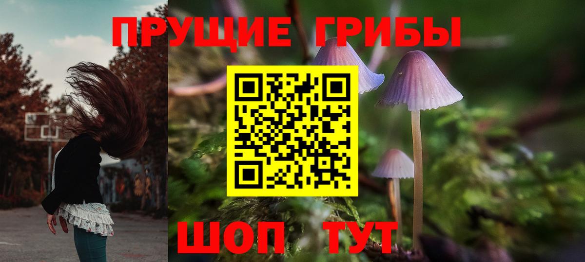 Псилоцибиновые грибы GOLDEN TEACHER  как найти закладки  Коммунар  Вход с VPN 
